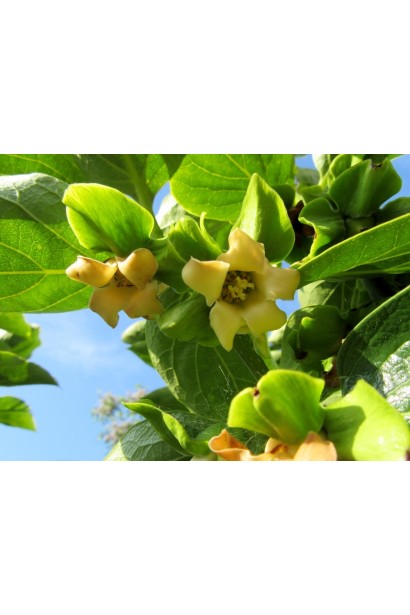 Diospyros Valene Beauty